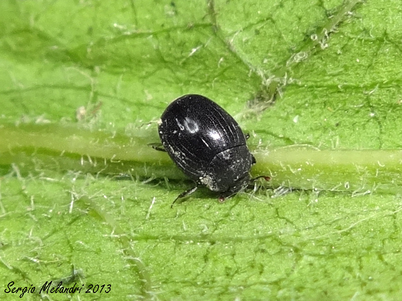 Hysteridae